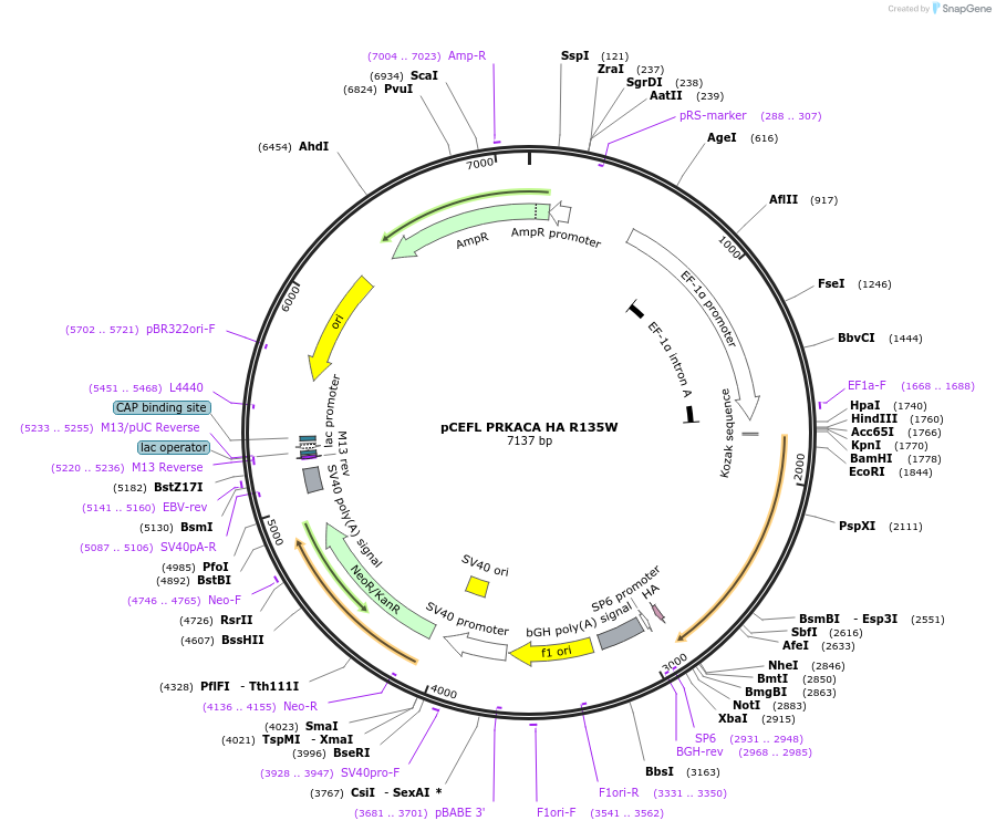 249274-plasmid-map-sequence-id-497387