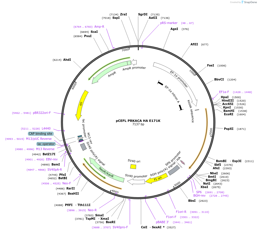 249275-plasmid-map-sequence-id-497390
