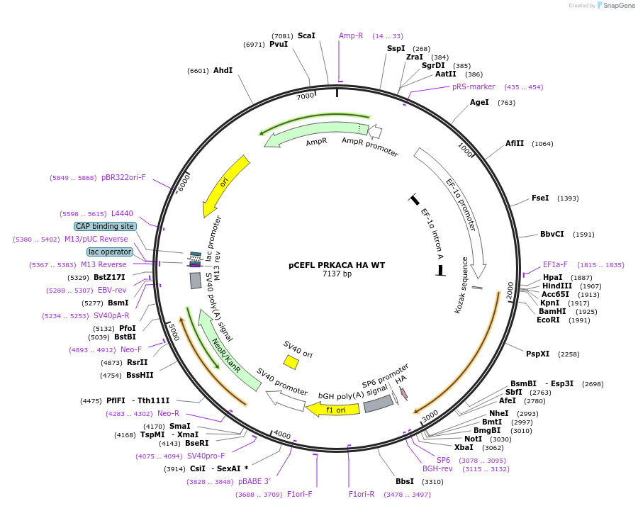 249271-plasmid-map-sequence-id-497391