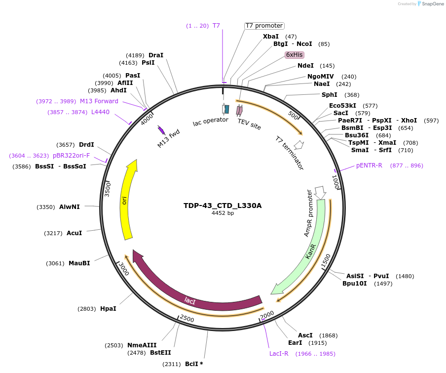248879-plasmid-map-sequence-id-497392