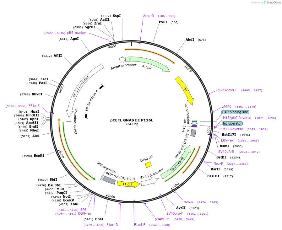 249278-plasmid-map-sequence-id-497393