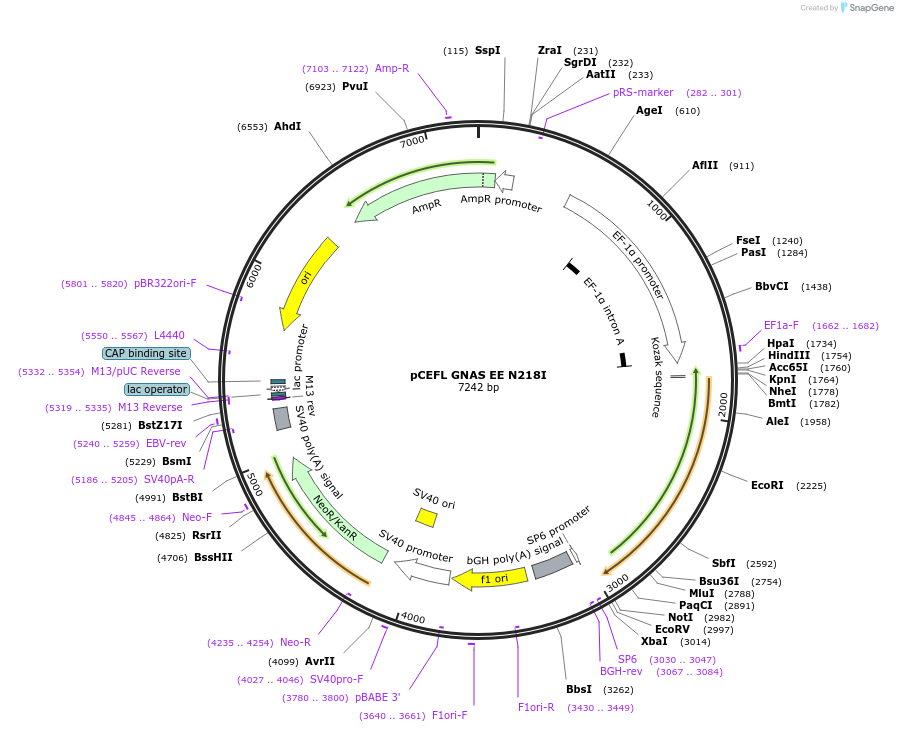249279-plasmid-map-sequence-id-497397