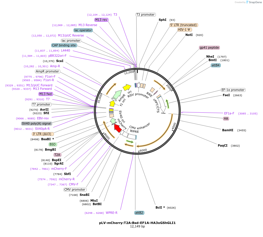 249270-plasmid-map-sequence-id-497404