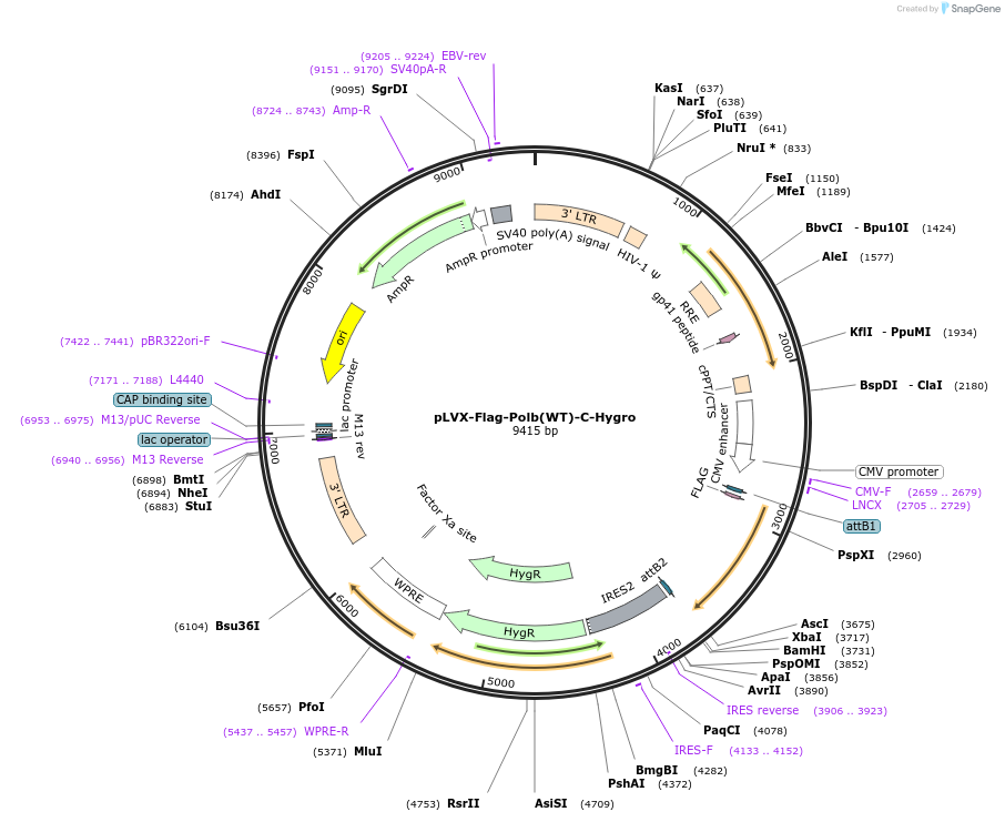 216777-plasmid-map-sequence-id-497410