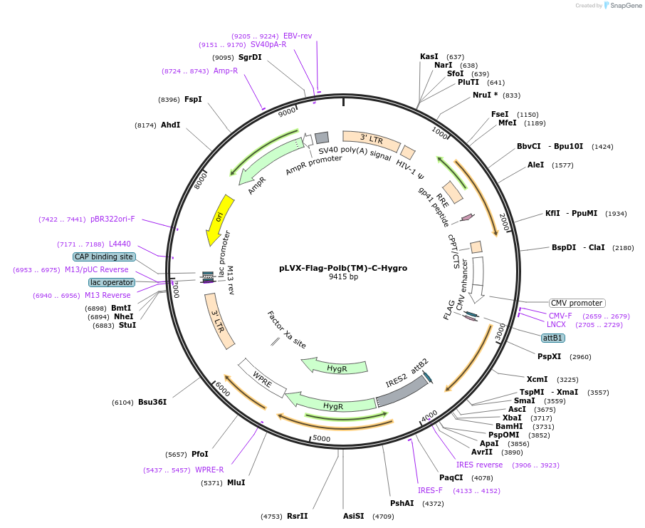216778-plasmid-map-sequence-id-497411