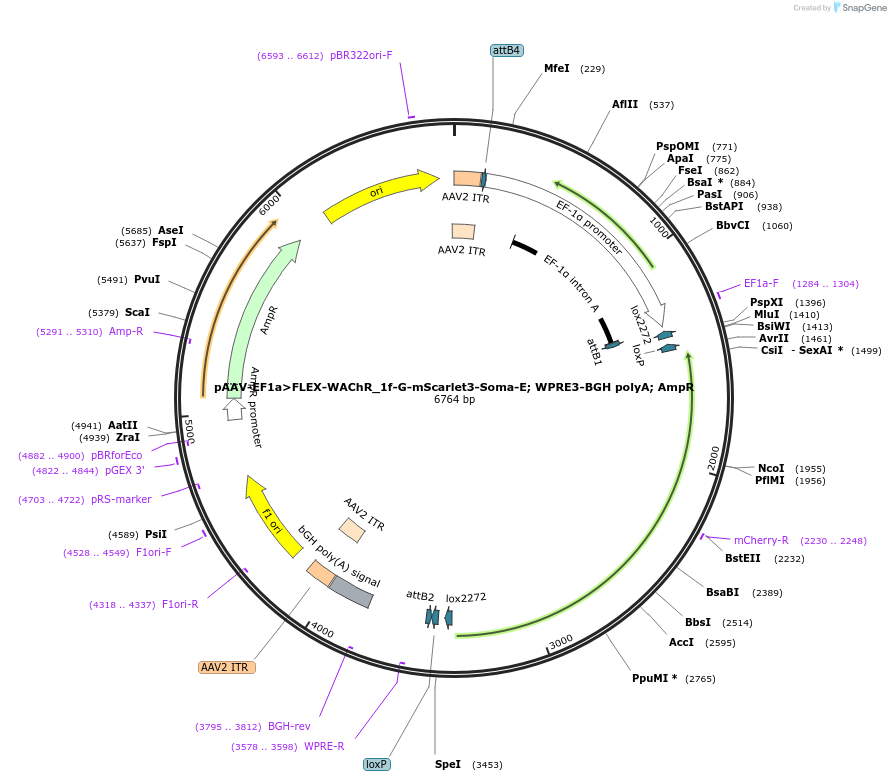 247726-plasmid-map-sequence-id-497418