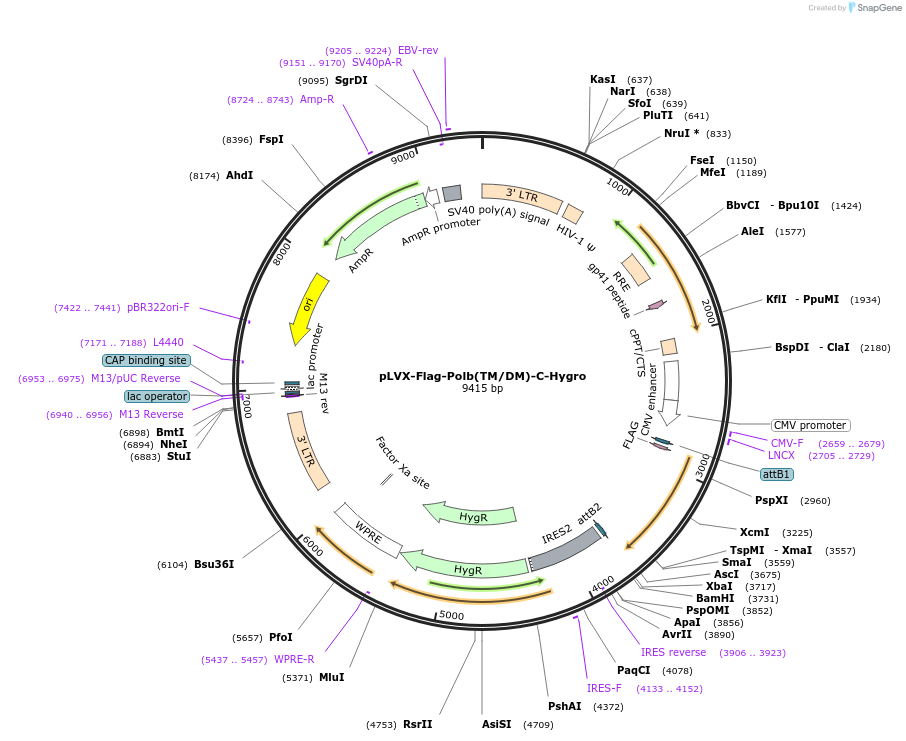 216780-plasmid-map-sequence-id-497419
