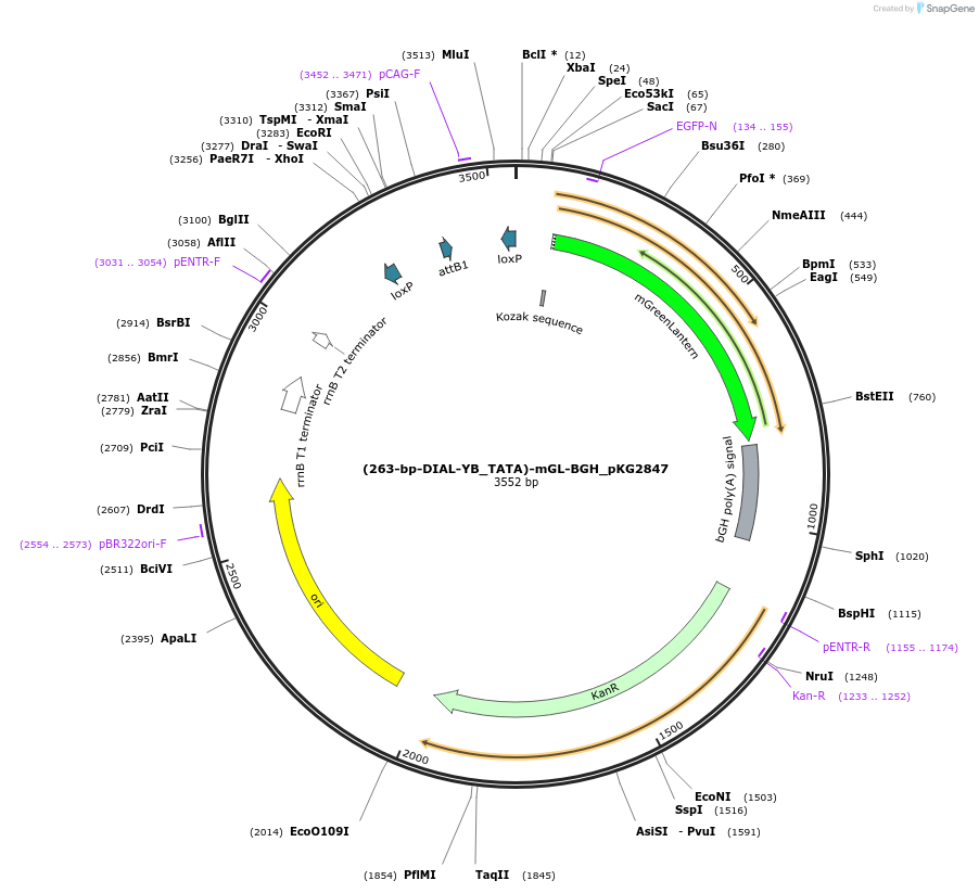 246331-plasmid-map-sequence-id-497425