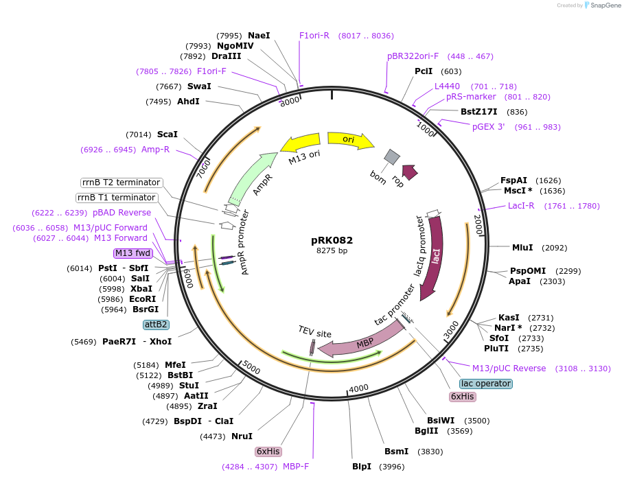 250140-plasmid-map-sequence-id-497426