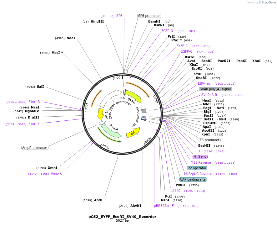 250552-plasmid-map-sequence-id-497428