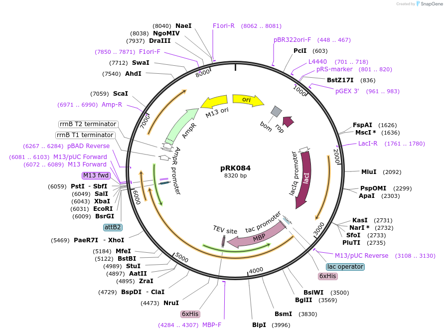 250141-plasmid-map-sequence-id-497429