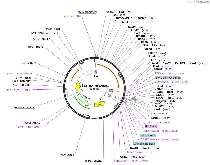 250540-plasmid-map-sequence-id-497430