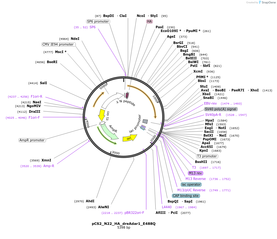 250533-plasmid-map-sequence-id-497431
