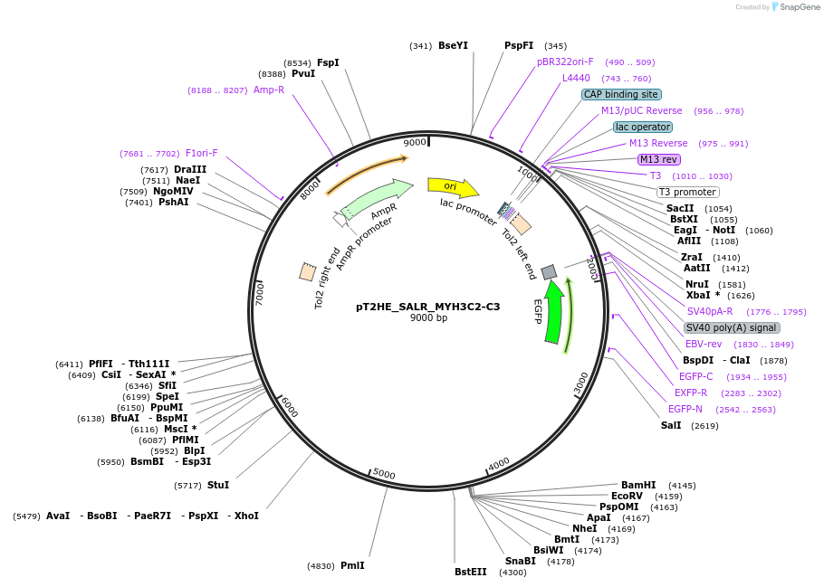 250495-plasmid-map-sequence-id-497432