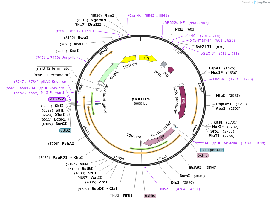 250134-plasmid-map-sequence-id-497433