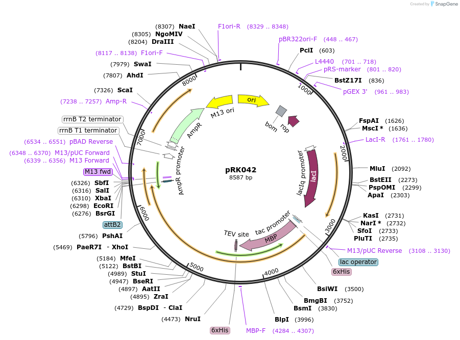 250139-plasmid-map-sequence-id-497434