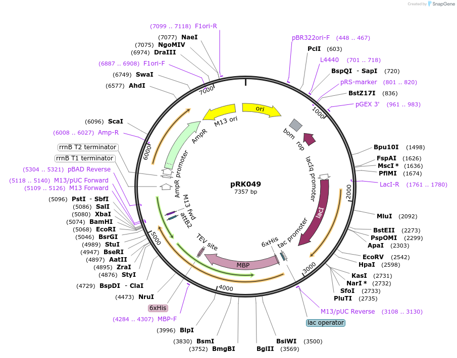 250135-plasmid-map-sequence-id-497435