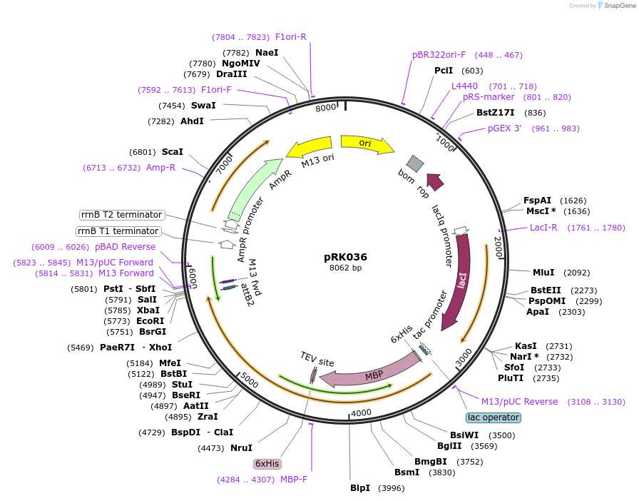 250138-plasmid-map-sequence-id-497436