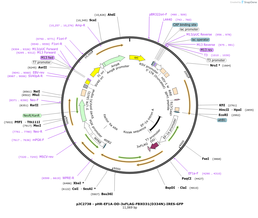 250269-plasmid-map-sequence-id-497440