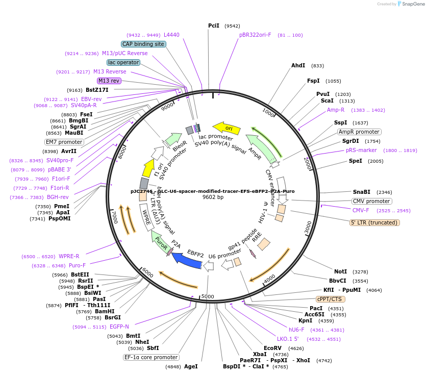 250277-plasmid-map-sequence-id-497458