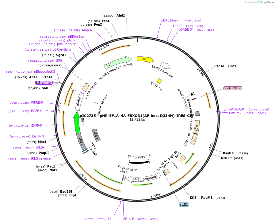 250267-plasmid-map-sequence-id-497459