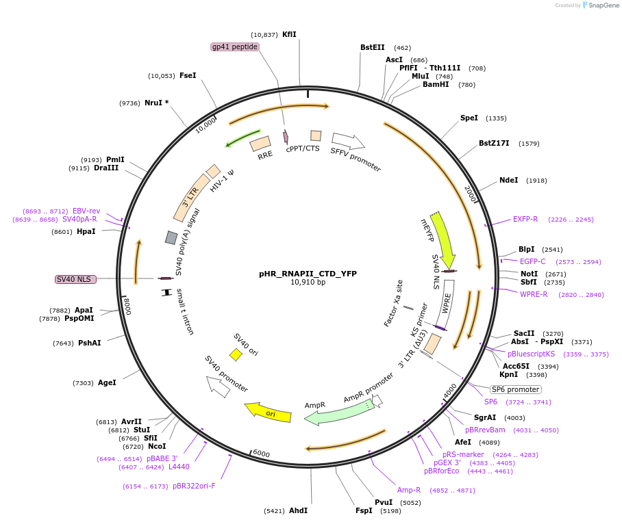 249254-plasmid-map-sequence-id-497462