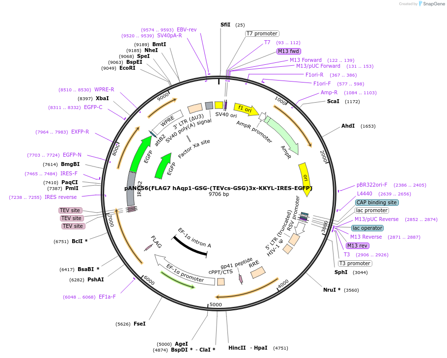 248355-plasmid-map-sequence-id-497465