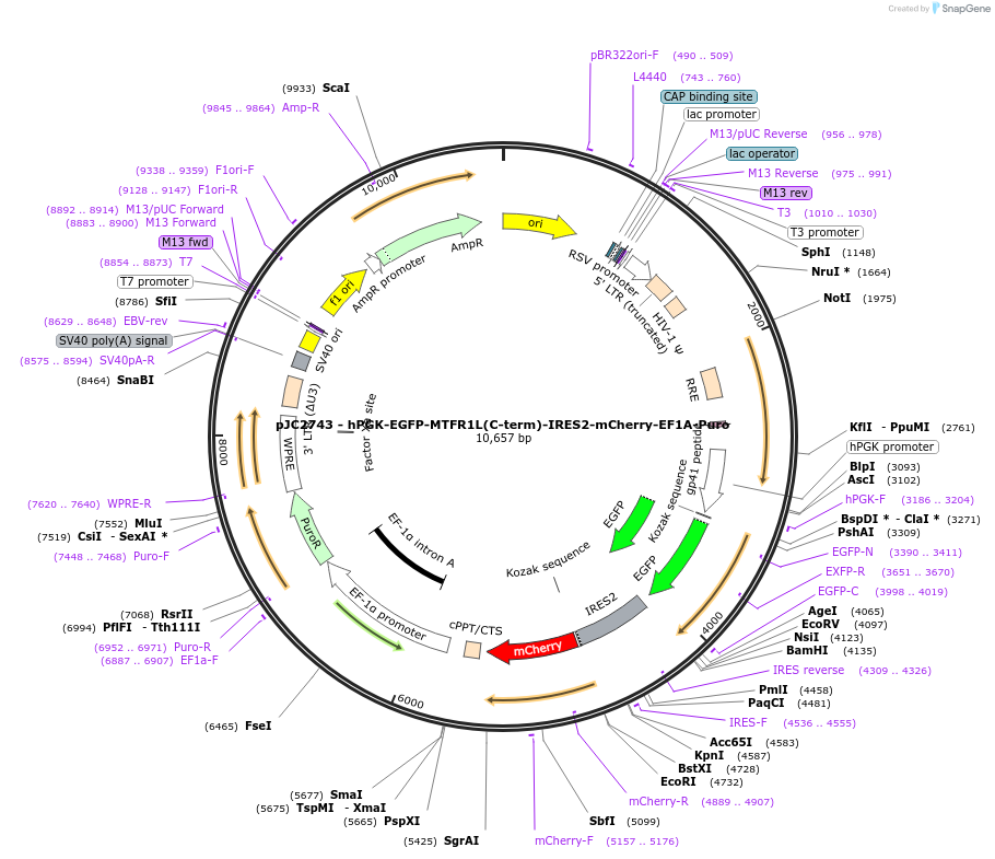 250274-plasmid-map-sequence-id-497466