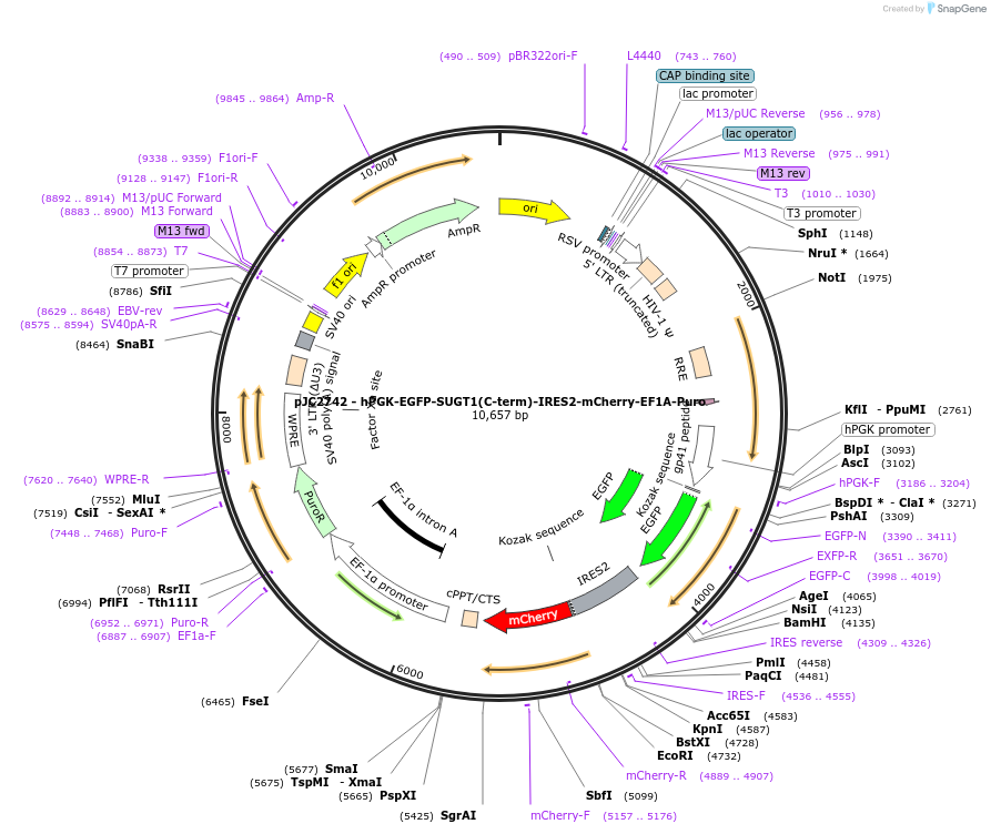 250273-plasmid-map-sequence-id-497469