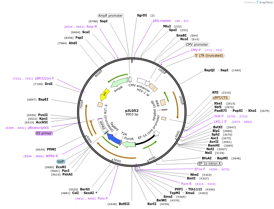 242610-plasmid-map-sequence-id-497473