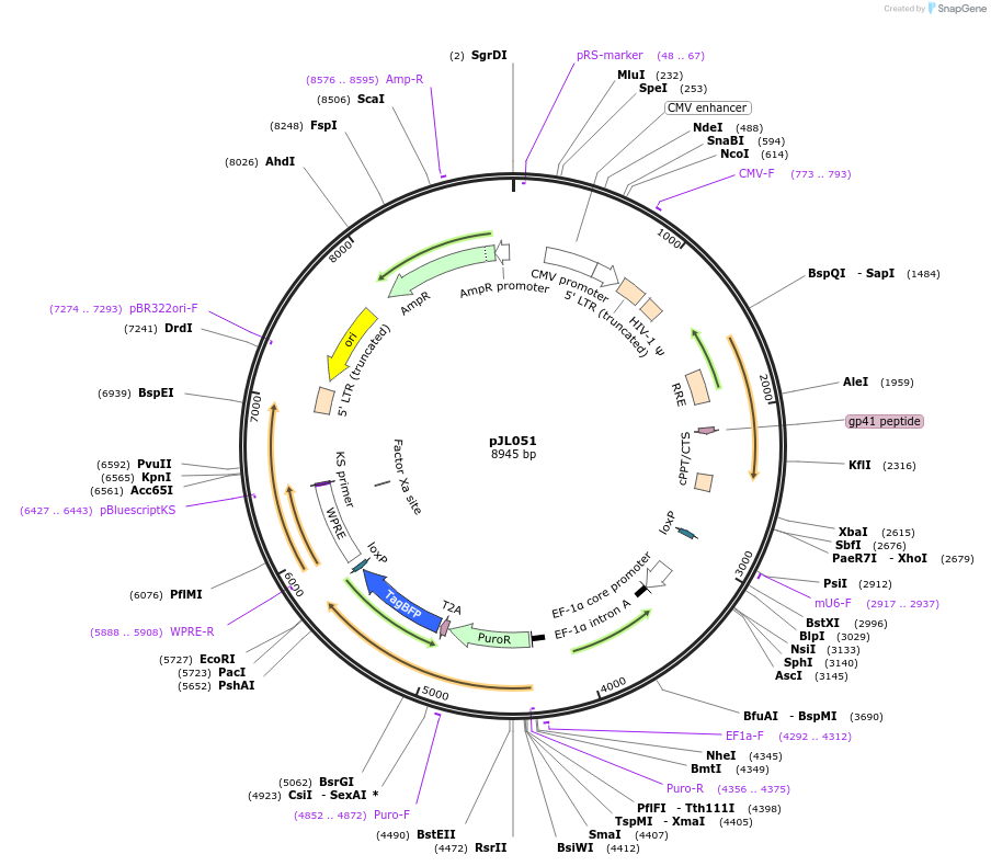 242609-plasmid-map-sequence-id-497474