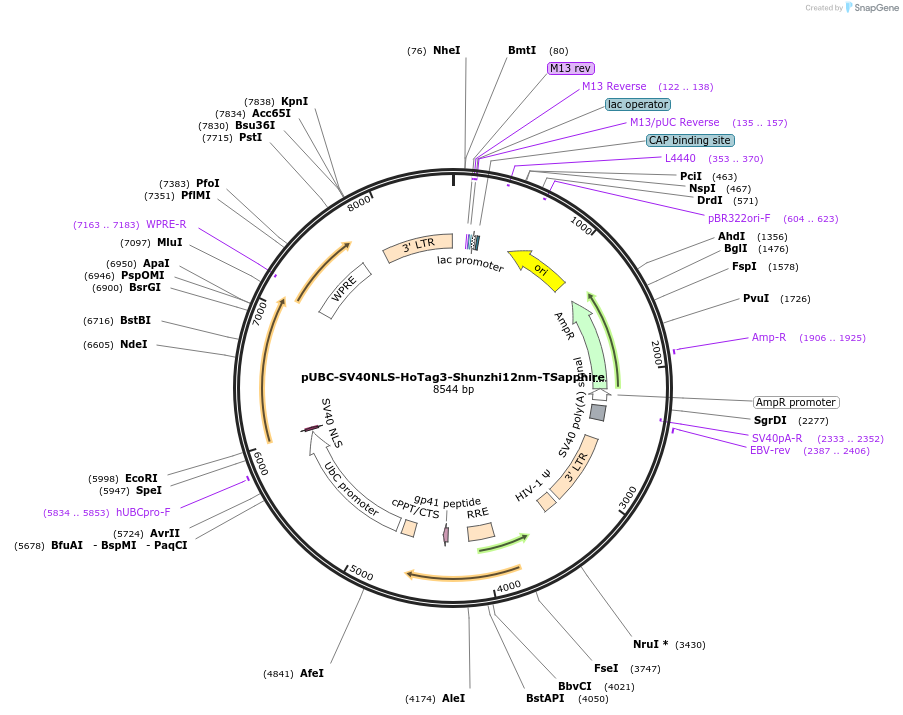250617-plasmid-map-sequence-id-497478