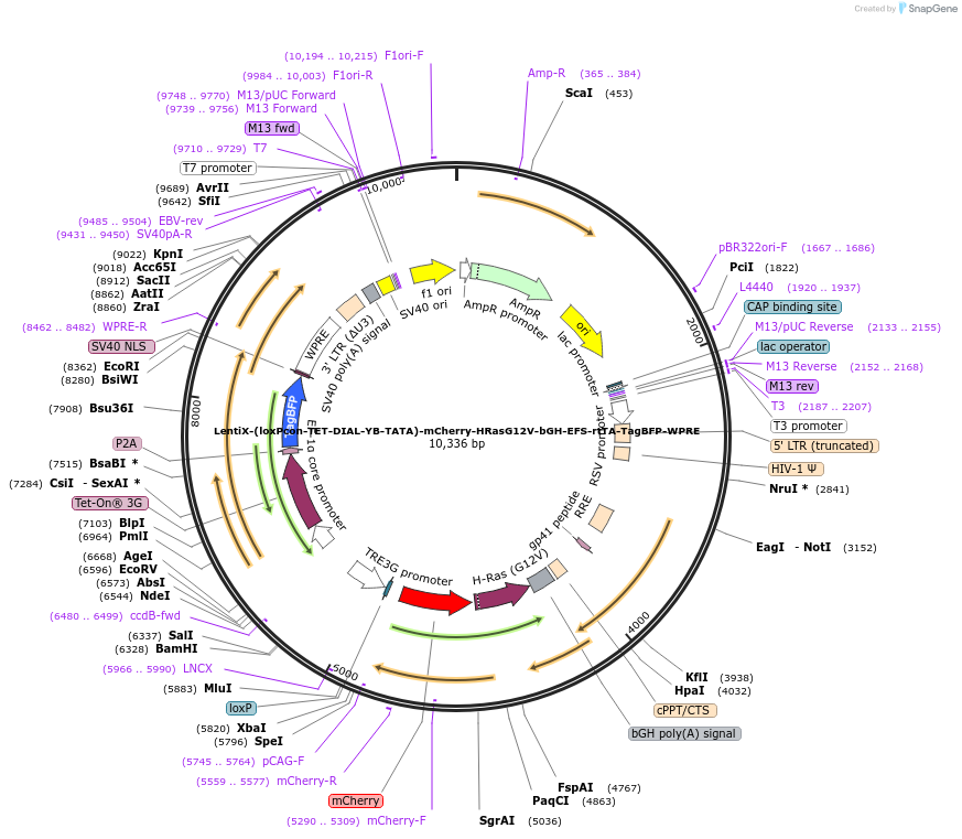 246367-plasmid-map-sequence-id-497484