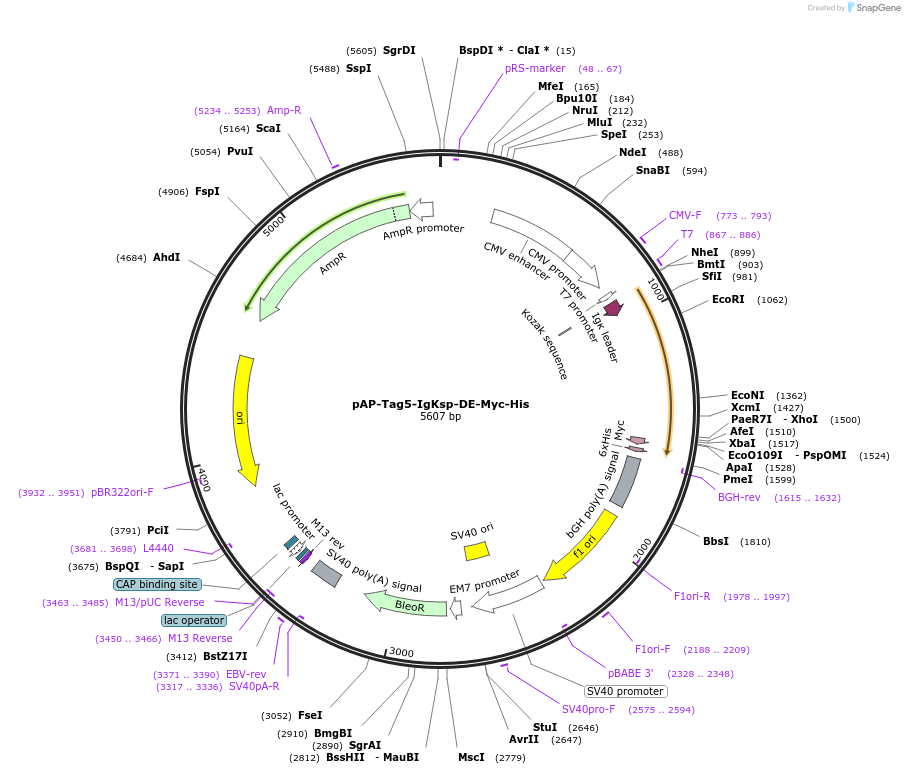 249176-plasmid-map-sequence-id-497520