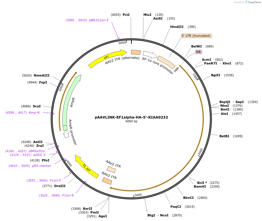244290-plasmid-map-sequence-id-497521