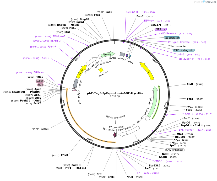 249177-plasmid-map-sequence-id-497522