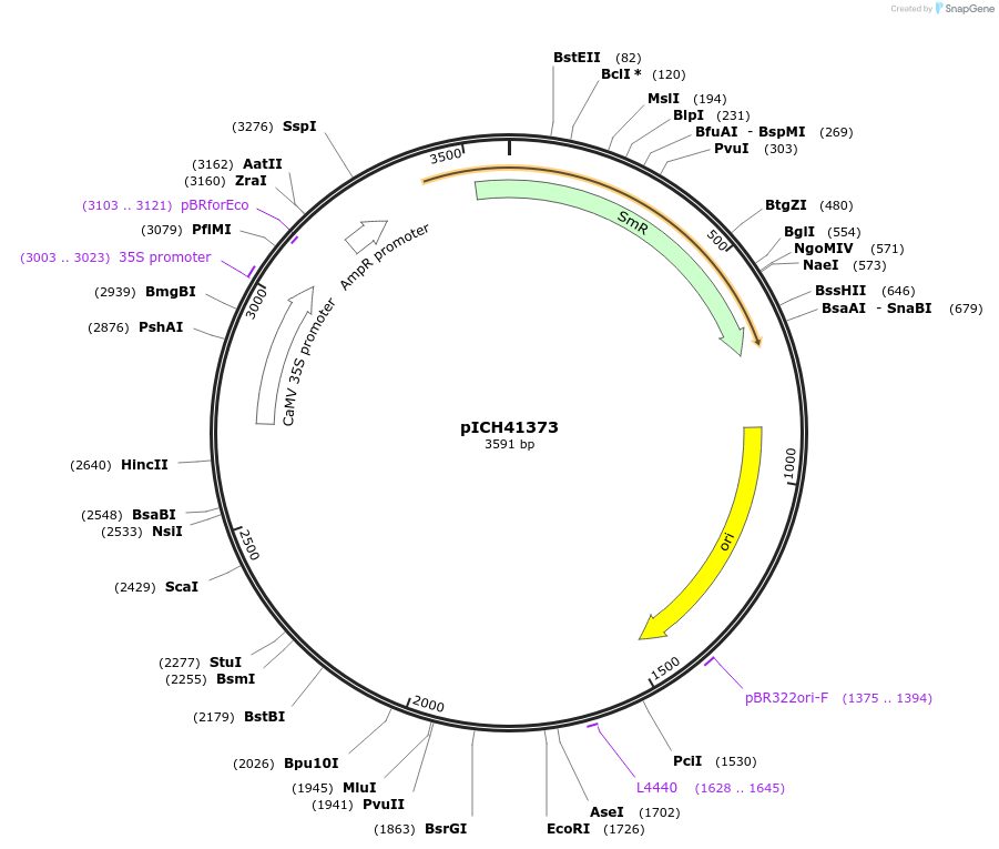 50252-plasmid-map-sequence-id-497523