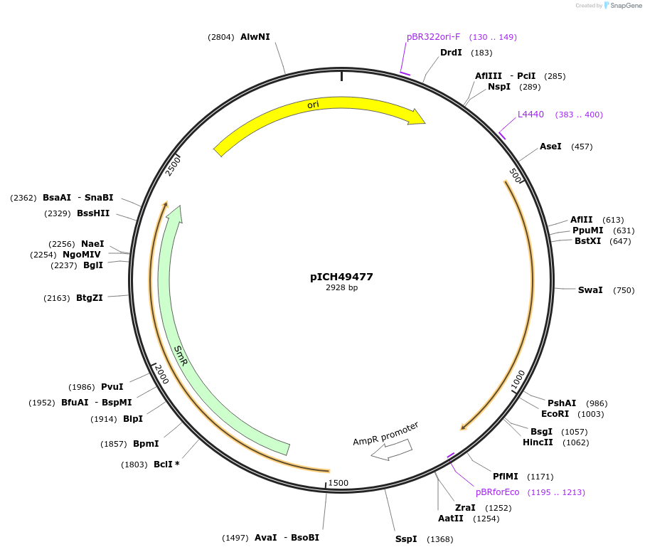 50324-plasmid-map-sequence-id-497525