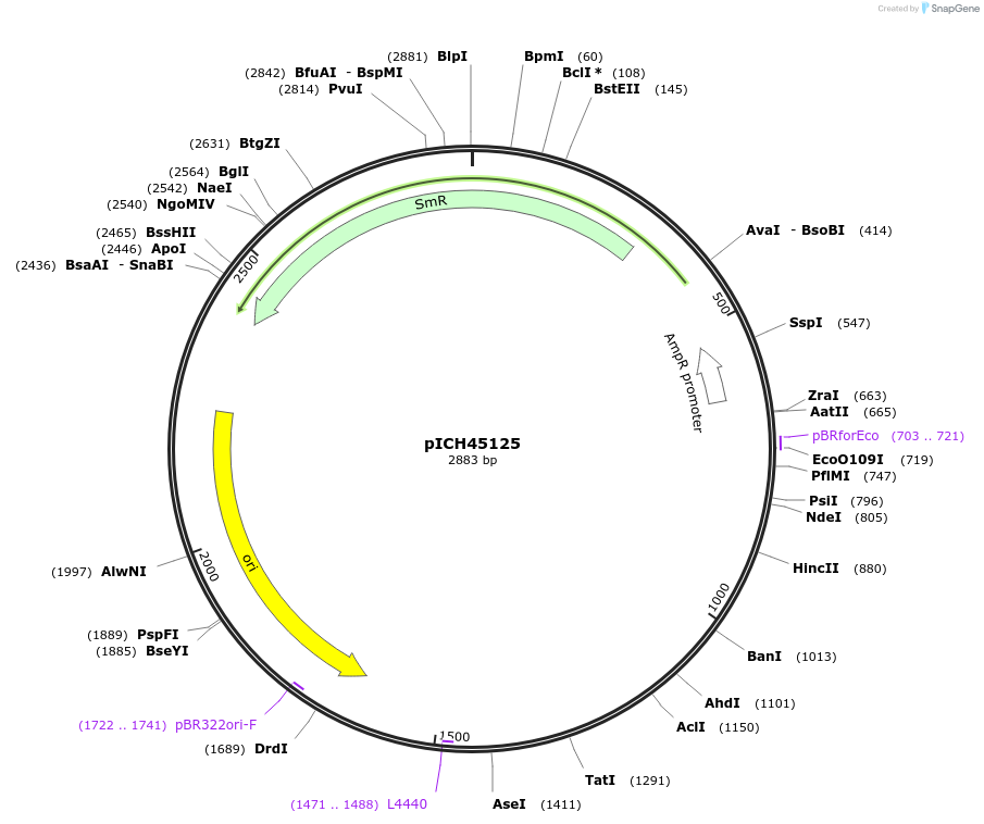 50261-plasmid-map-sequence-id-497527