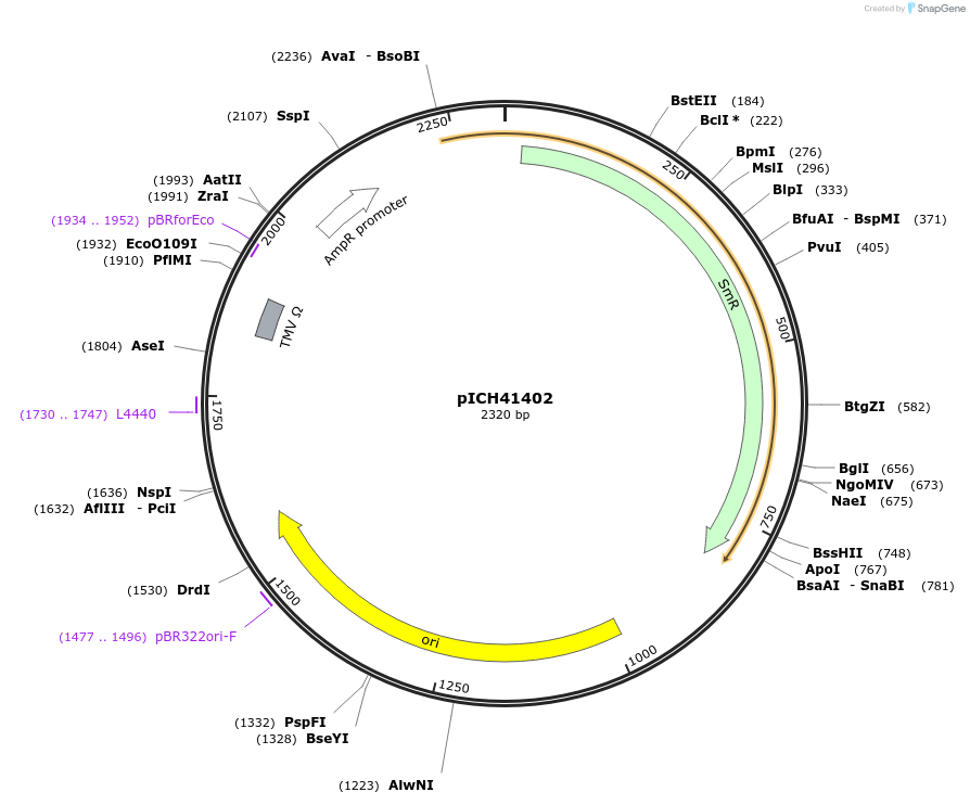 50285-plasmid-map-sequence-id-497528