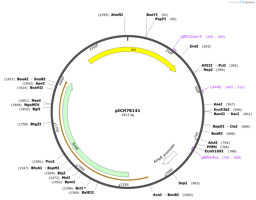 50293-plasmid-map-sequence-id-497529