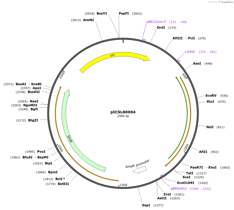50325-plasmid-map-sequence-id-497530