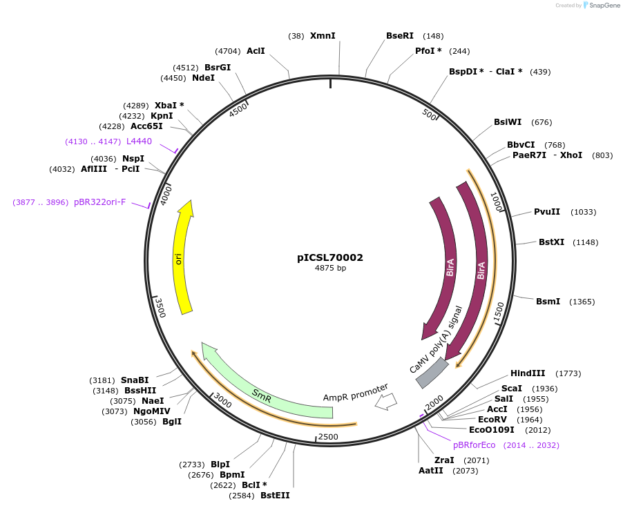 50333-plasmid-map-sequence-id-497531