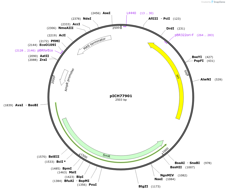 50341-plasmid-map-sequence-id-497532