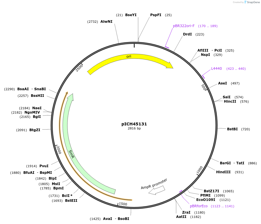 50262-plasmid-map-sequence-id-497533