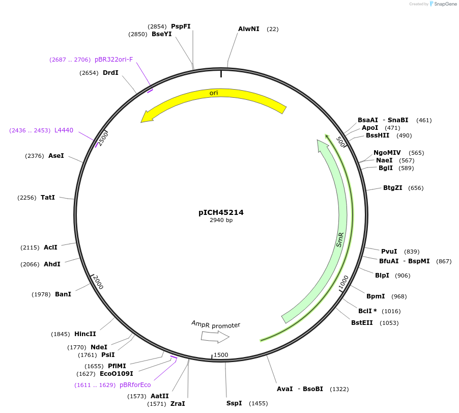 50278-plasmid-map-sequence-id-497535