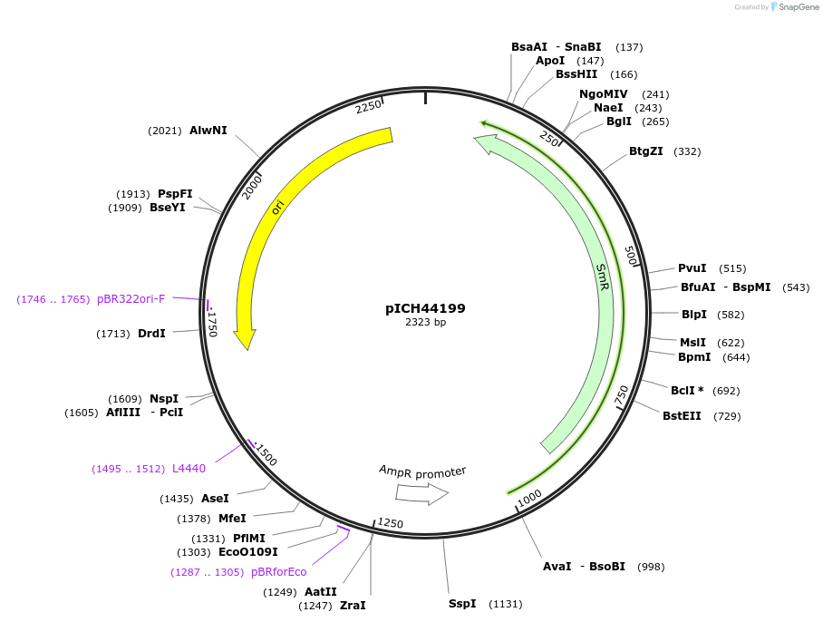 50286-plasmid-map-sequence-id-497536
