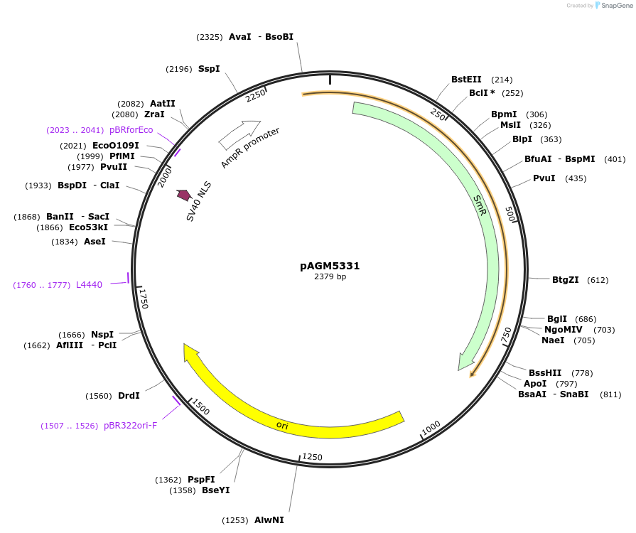 50294-plasmid-map-sequence-id-497537