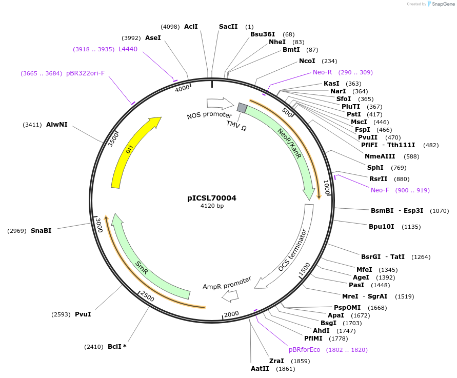 50334-plasmid-map-sequence-id-497539
