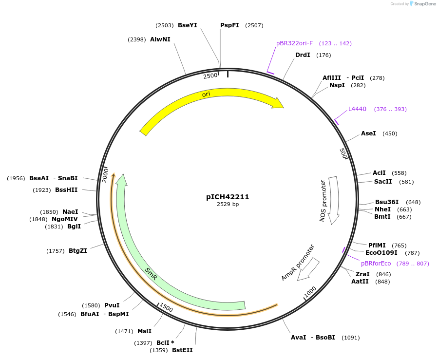 50255-plasmid-map-sequence-id-497541
